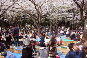 葛飾区 桜のお花見 東京